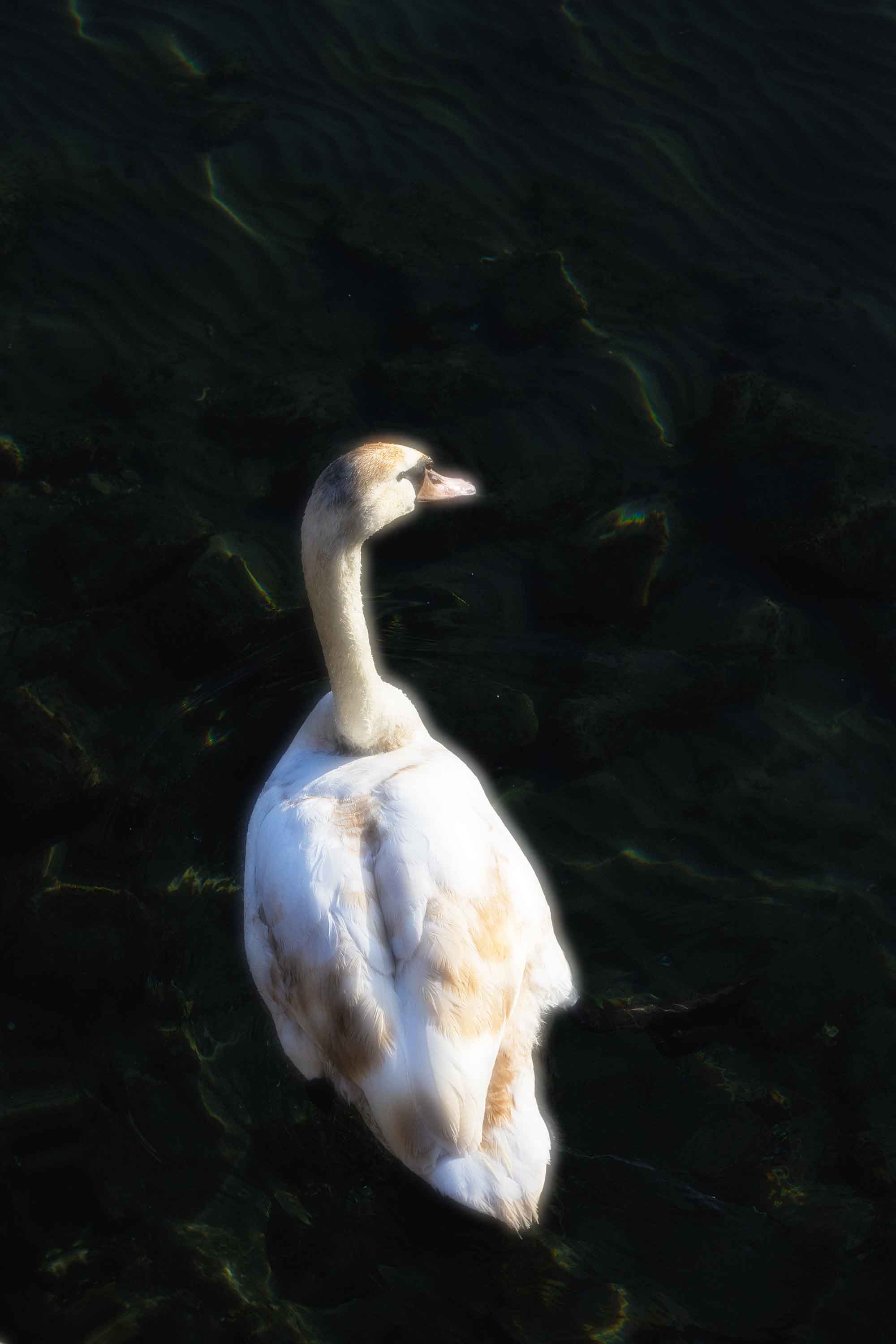 Swan in Water — Pier, Ohrid