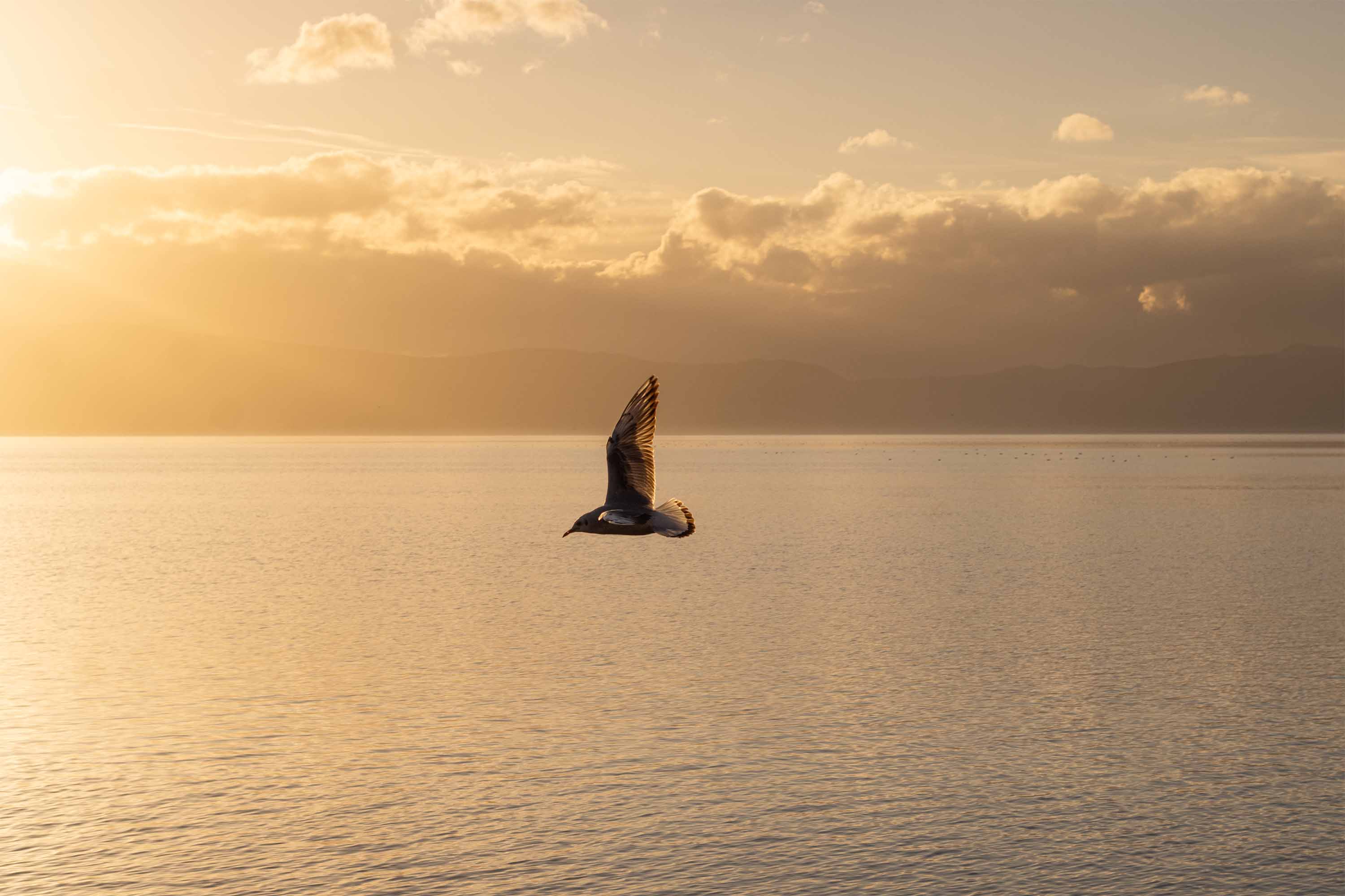 Another Flying Bird — Ostrovche, Ohrid