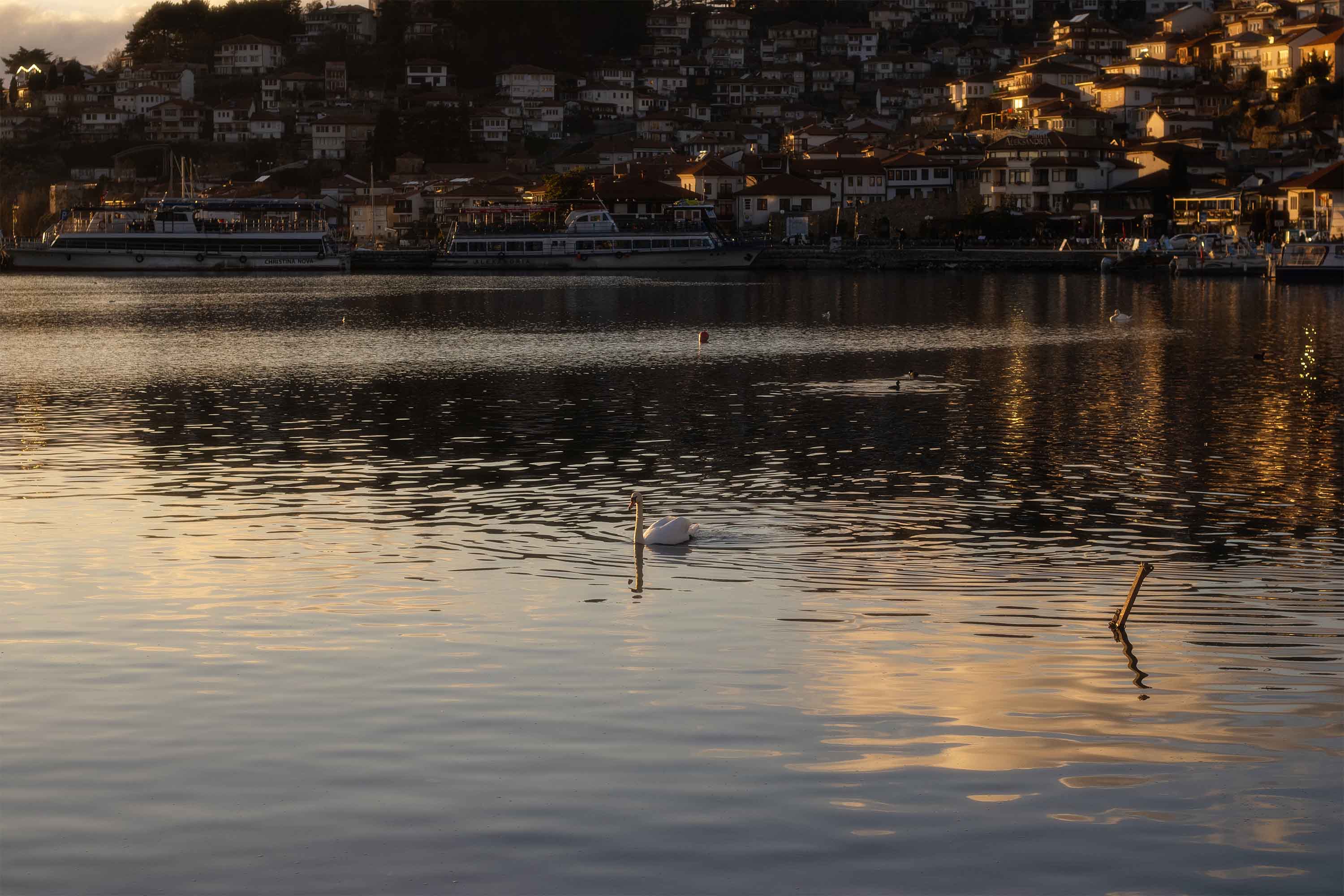 Swan with Old Town — Lake, Ohrid